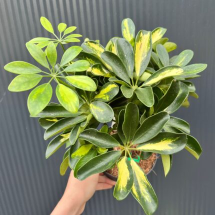 Schefflera arboricola ‘Gold Capella’