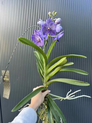 Storczyk Vanda “Hybryda Special ” 2 przekwitająca