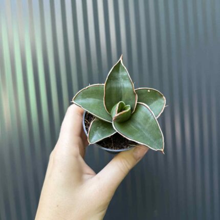 Sansevieria Samurai
