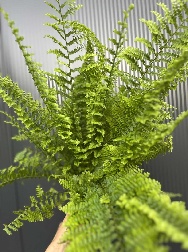 Paproć Nephrolepis corditas