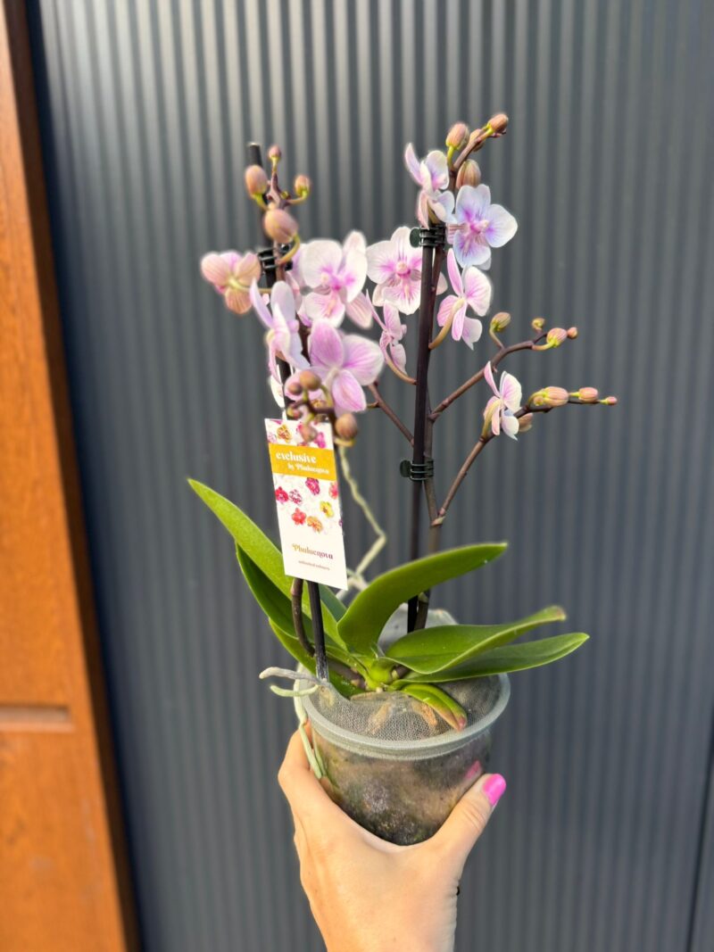 Phalaenopsis pink bubble big lip | Storczyk