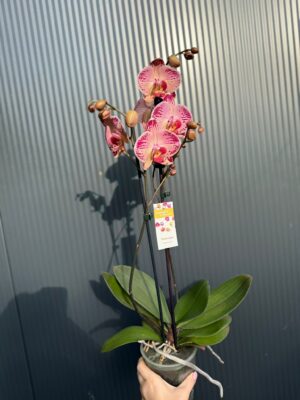 phalaenopsis paisaje | Storczyk