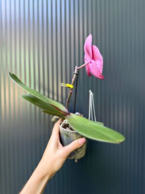 Phalaenopsis Singolo Hida | Storczyk