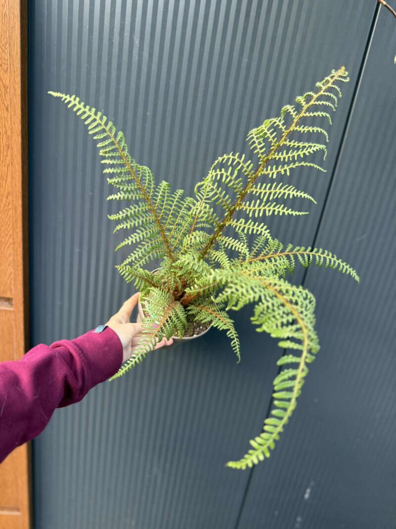 Paproć drzewiasta „Highland Lace” | Paprotka