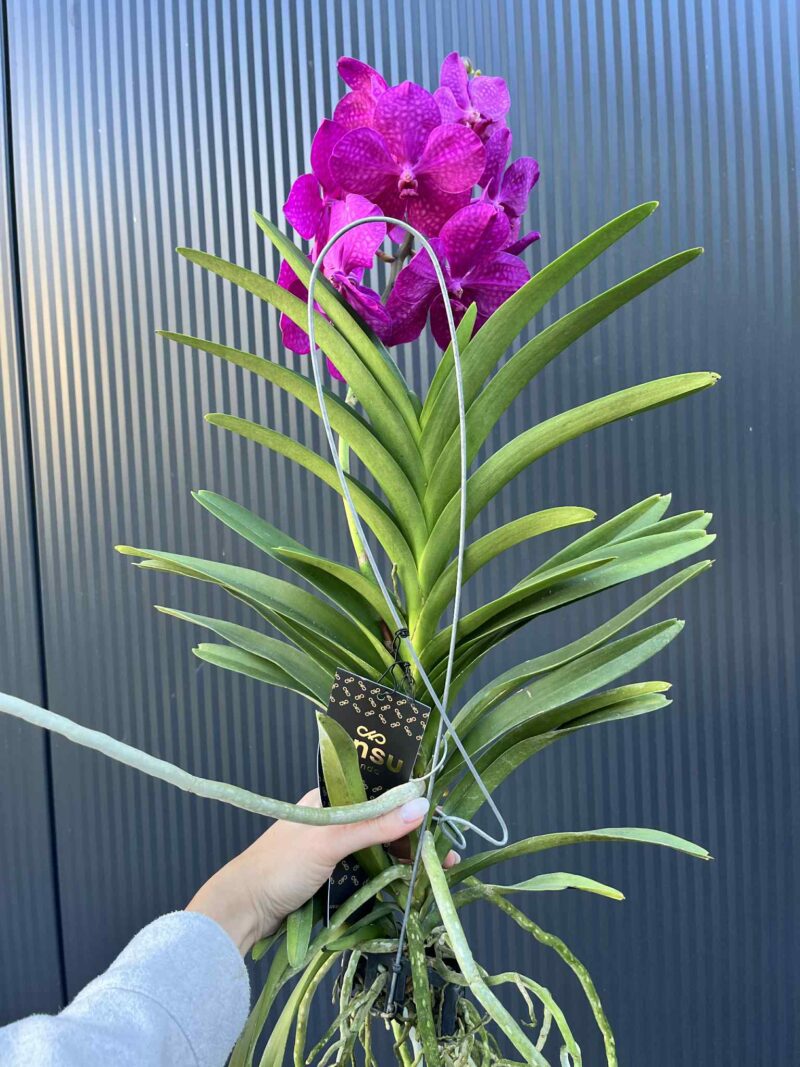 Storczyk Vanda “Hybryda Special ” 5 przekwitnięta