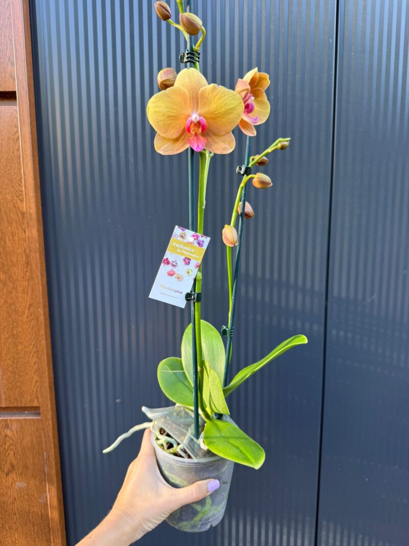 Phalaenopsis Orange Buddha | Storczyk