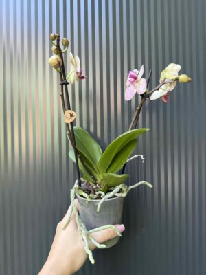 Phalaenopsis ‘France’ | Storczyk
