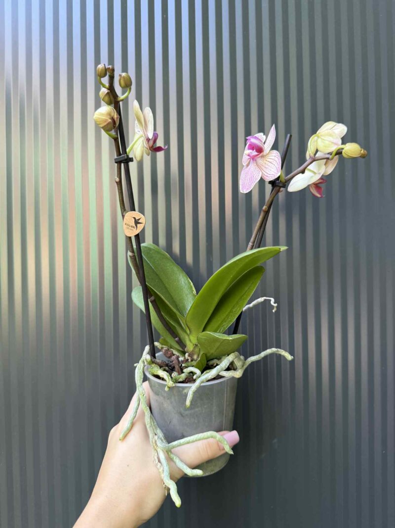 Phalaenopsis ‘France’ | Storczyk