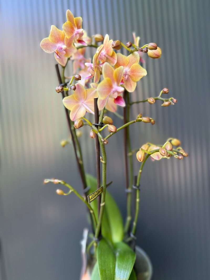 Phalaenopsis Multiflora ‘Aromio Spicy’ | storczyk pachnący