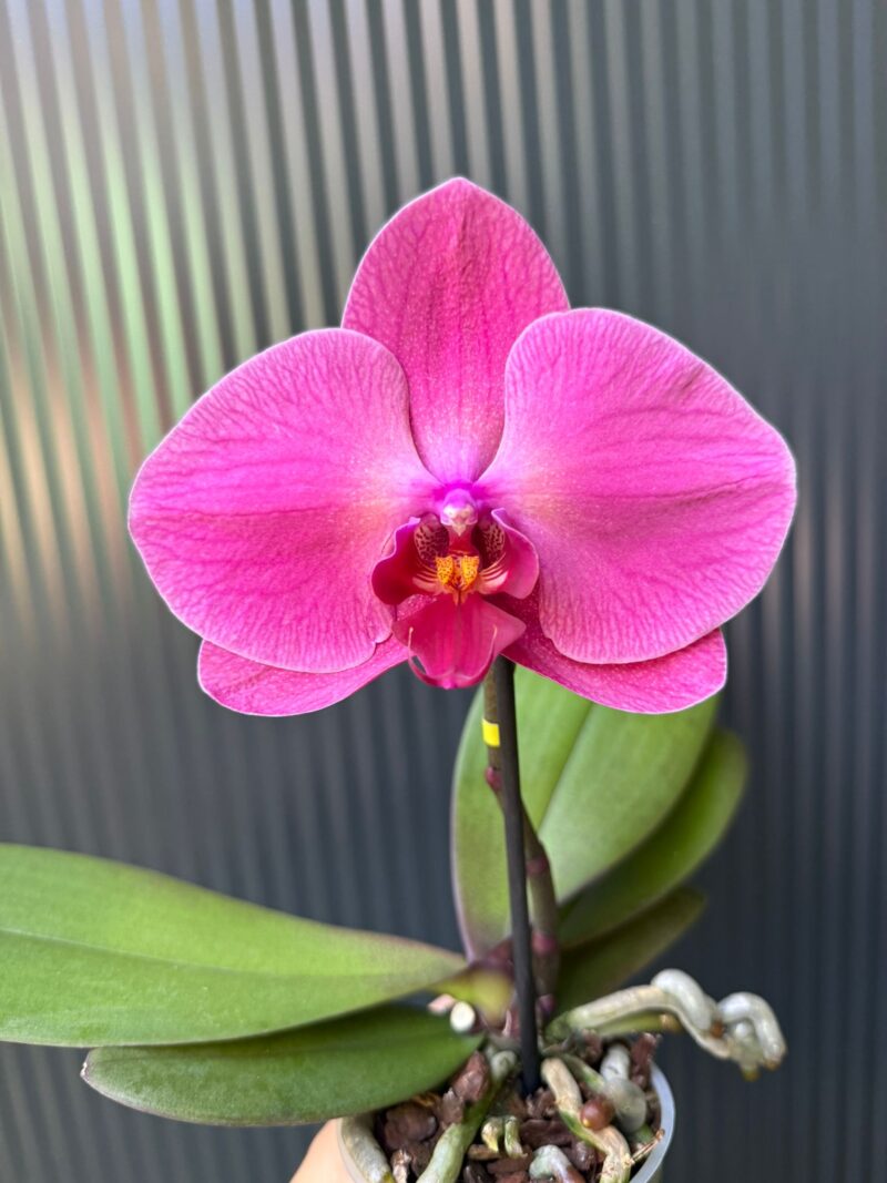 Phalaenopsis Singolo Hida | Storczyk