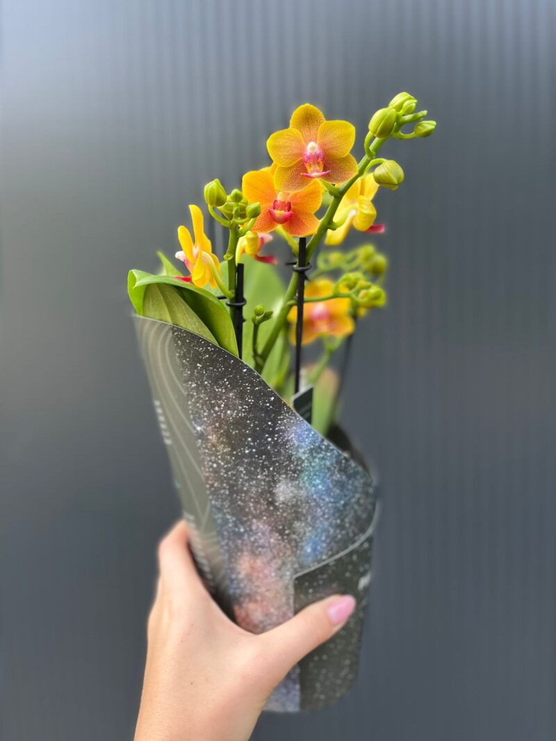 Phalaenopsis ‘Dazzling Drops of the Sun’ | Storczyk