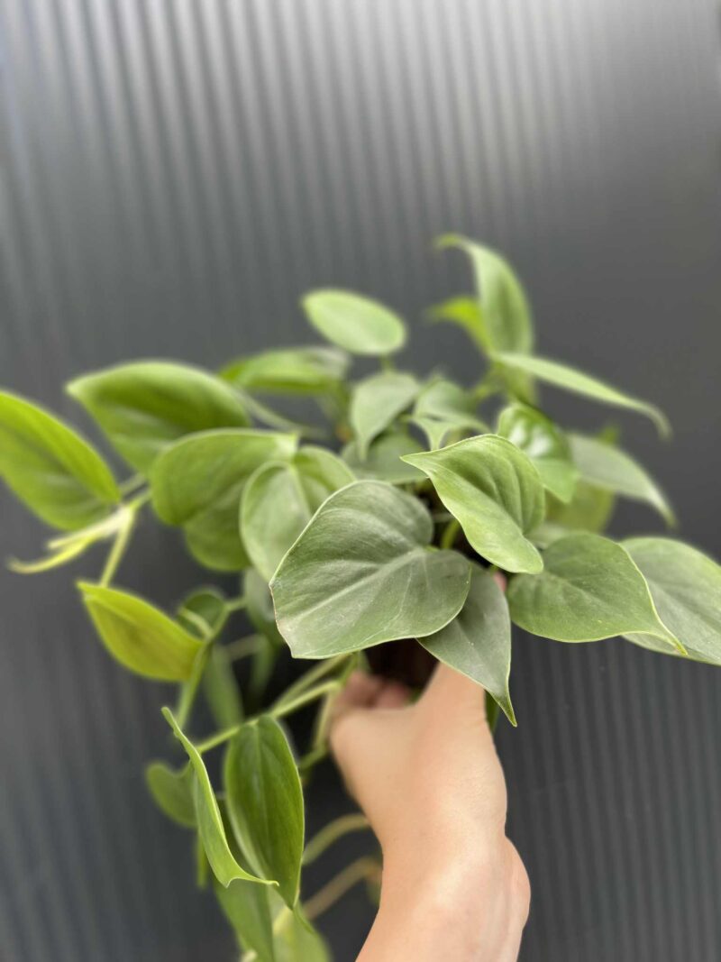 Philodendron Scandens