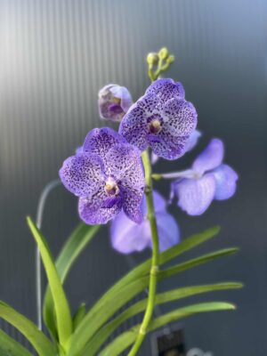 Storczyk Vanda “Hybryda Special ” 2 przekwitająca