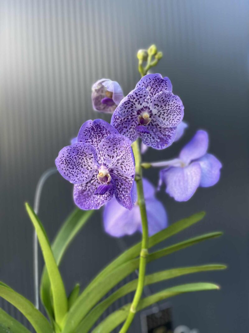 Storczyk Vanda “Hybryda Special ” 2 przekwitająca