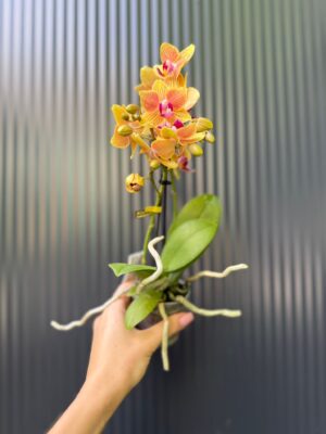 Phalaenopsis Optifriend ‘Indy’ | Storczyk