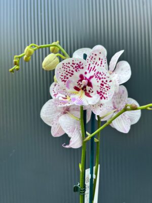 Phalaenopsis Zoe | Storczyk