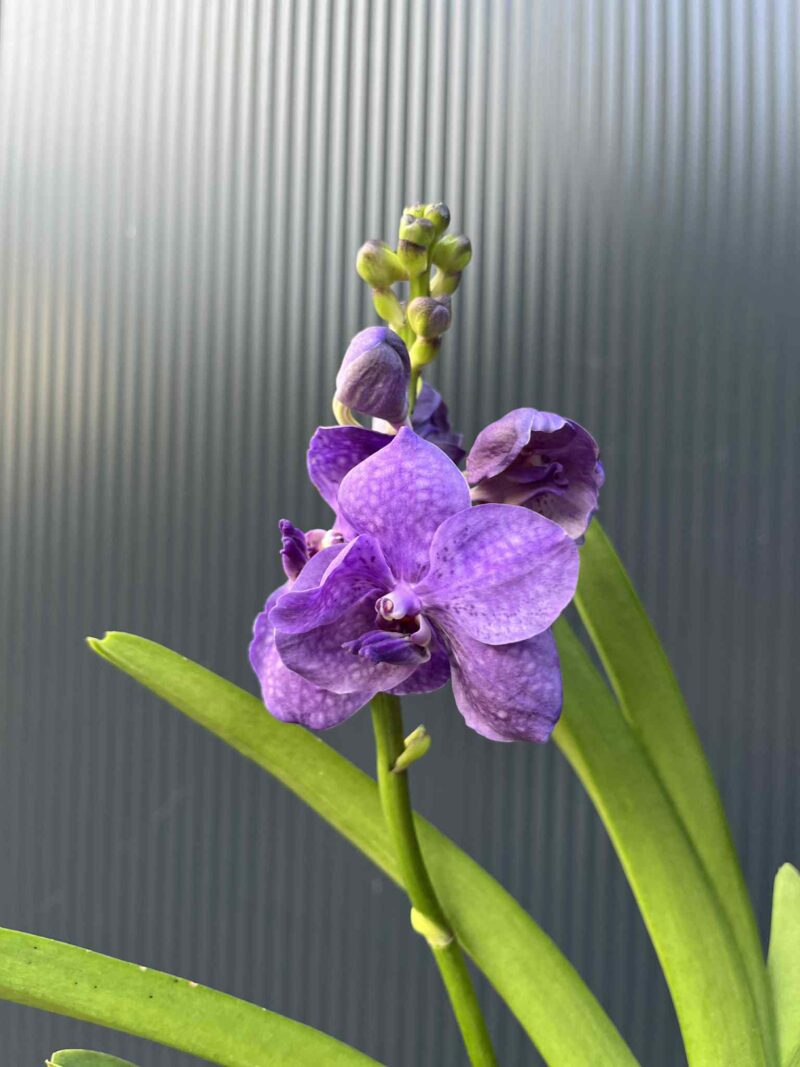 Storczyk Vanda 3