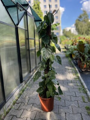 Philodendron scandens