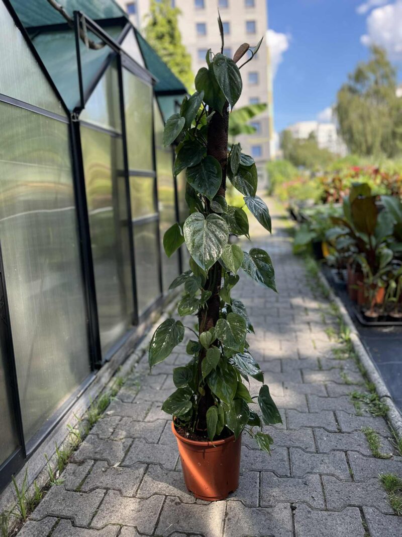 Philodendron scandens