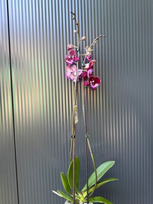 Phalaenopsis ‘Hot Kiss’ | Storczyk