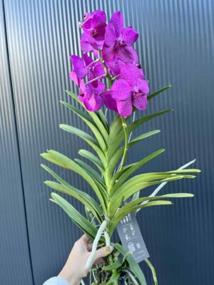 Storczyk Vanda “Hybryda Special ” 5 przekwitnięta