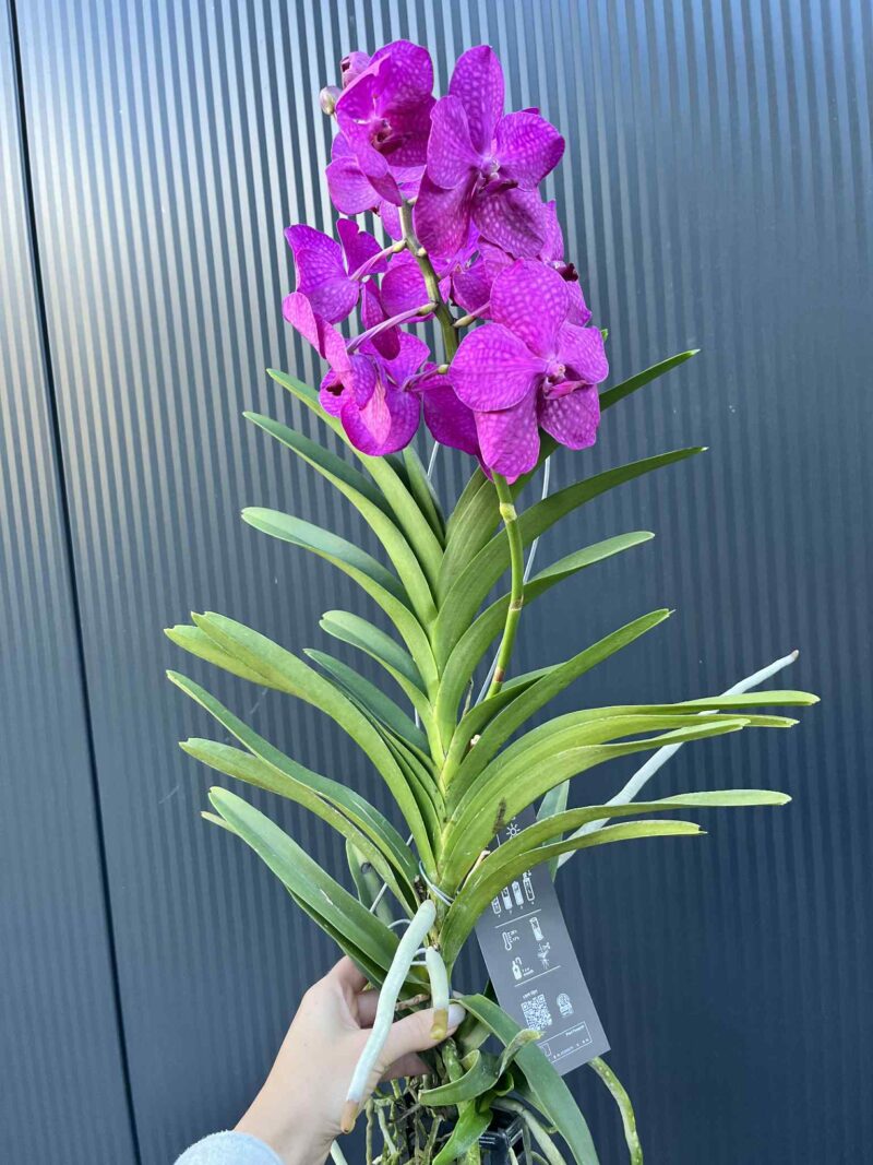 Storczyk Vanda “Hybryda Special ” 5 przekwitnięta