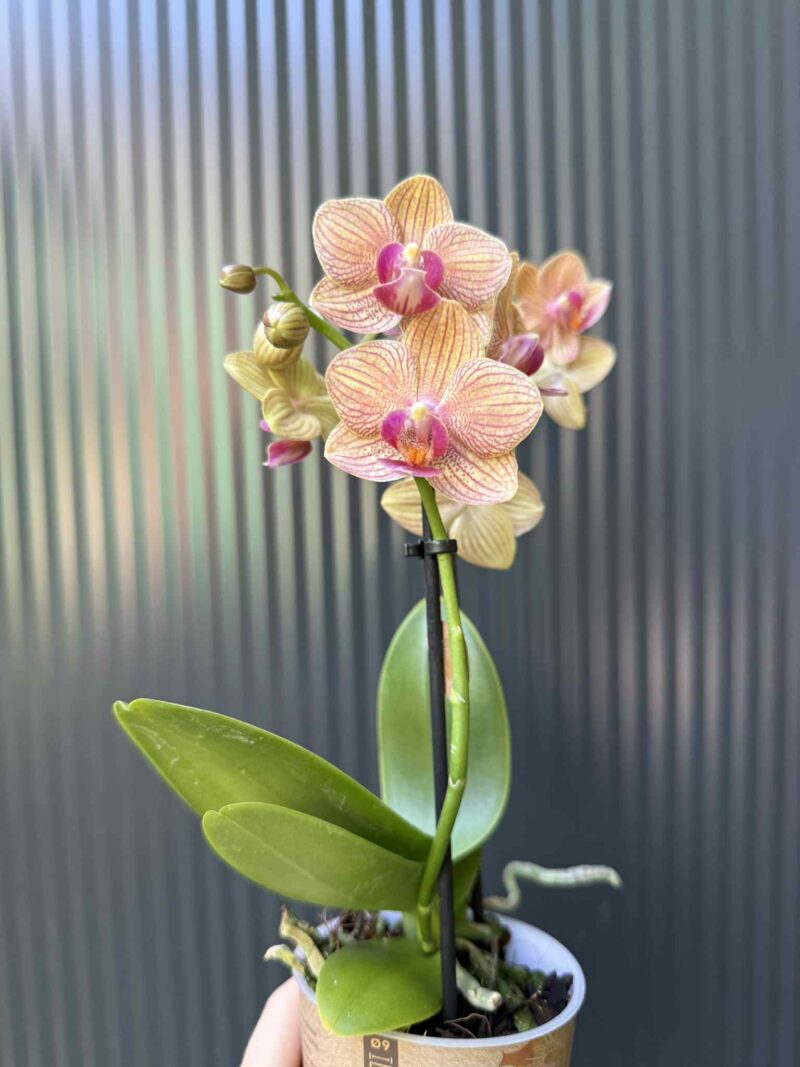 Phalaenopsis ‘Jamaica’ | Storczyk Phalaenopsis ‘Jamaica’ | Storczyk
