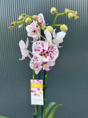 Phalaenopsis Zoe | Storczyk