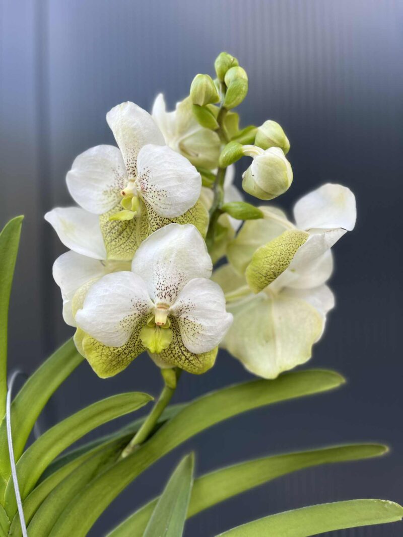 Storczyk Vanda “Hybryda Special ” 1