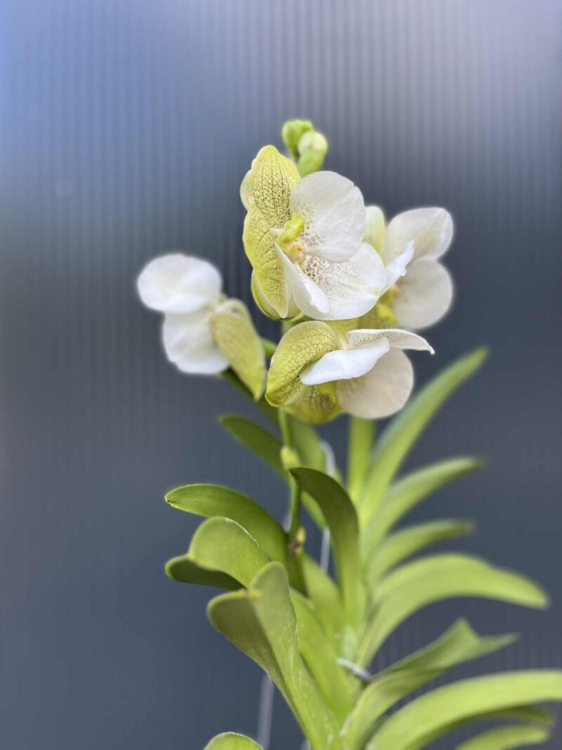 Storczyk Vanda “Hybryda Special ” 3