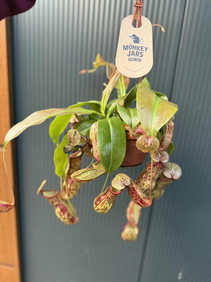 Nepenthes alata – dzbanecznik „Monkey Jars”