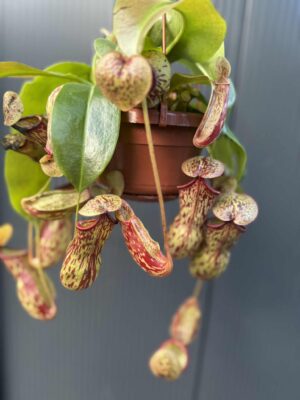 Nepenthes alata – dzbanecznik „Monkey Jars”