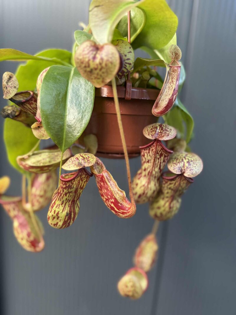 Nepenthes alata – dzbanecznik „Monkey Jars”