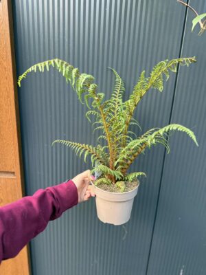 Paproć drzewiasta „Highland Lace” | Paprotka