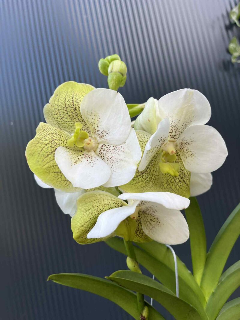 Storczyk Vanda “Hybryda Special ” 3