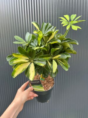 Schefflera arboricola ‘Gold Capella’