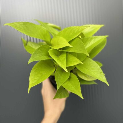Epipremnum Neon