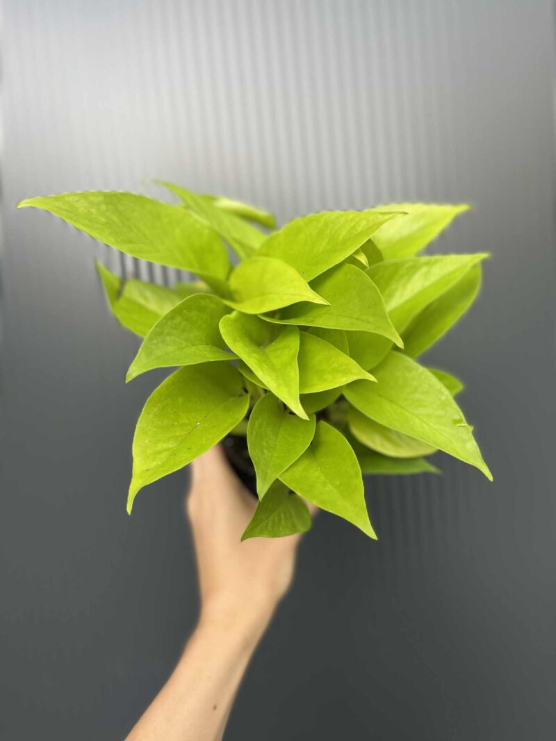 Epipremnum Neon