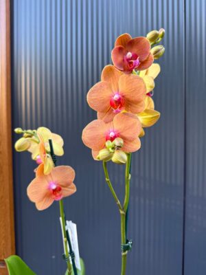 Phalaenopsis Orange Sun | Storczyk