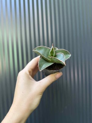 Sansevieria Samurai