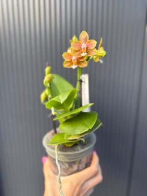 Phalaenopsis table masterpiece | Storczyk