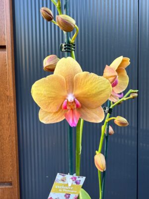 Phalaenopsis Orange Buddha | Storczyk