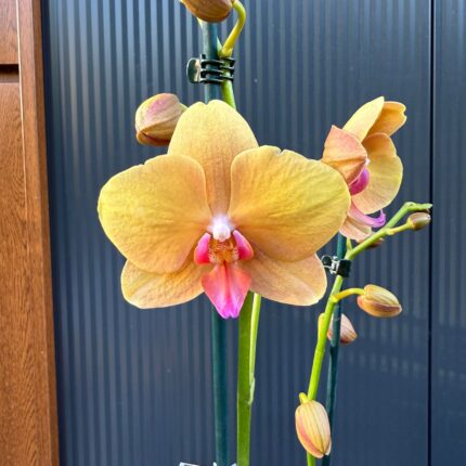 Phalaenopsis Orange Buddha | Storczyk