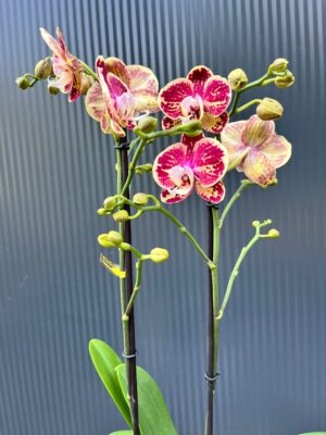 Phalaenopsis Optistar Spears | storczyk