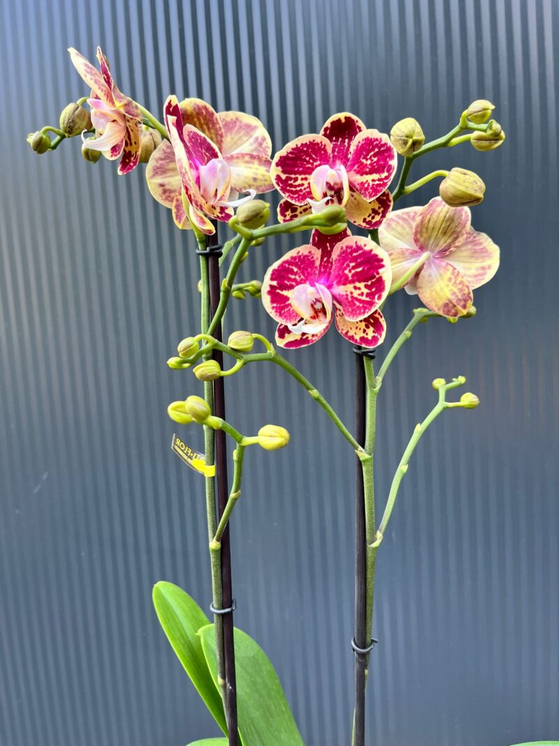 Phalaenopsis Optistar Spears | storczyk