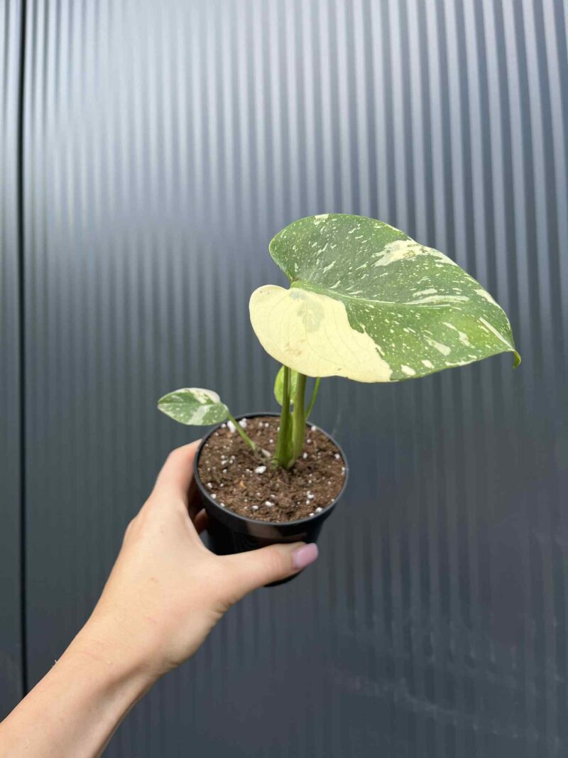 Monstera Thai