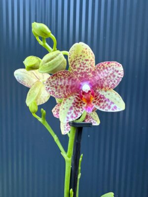 Phalaenopsis Anthura Grosseto | Storczyk