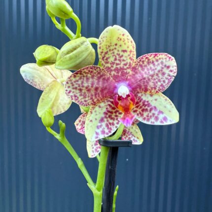 Phalaenopsis Anthura Grosseto | Storczyk