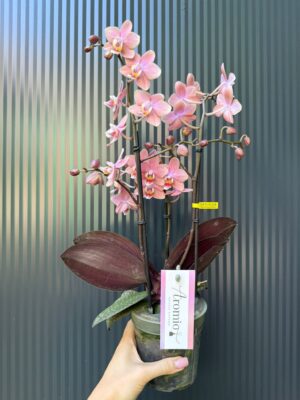 Phalaenopsis Multiflora ‘Aromio Sweet’ | Storczyk pachnący