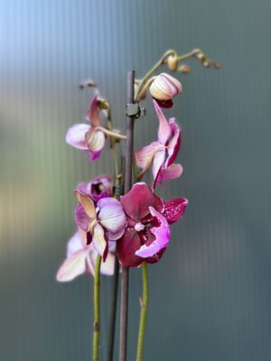 Phalaenopsis ‘Hot Kiss’ | Storczyk